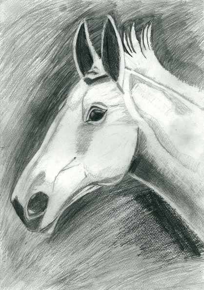 Белая лошадь. Эмилия Герцог.jpg