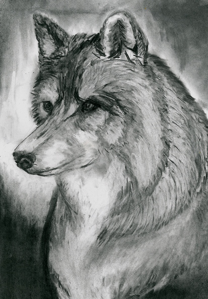 Волк, Диана Суменко.jpg