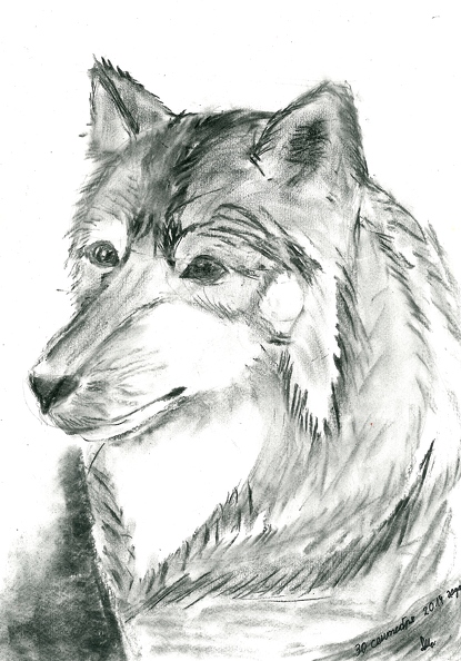 Волк, Дима Мичкин.jpg
