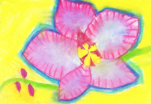 Орхидея - цветок