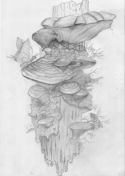 01-821. Автор - Дюкарєв Максим. Вік 12 років. Гриби. Номінація - графіка. Техніка - простим олівцем..jpg