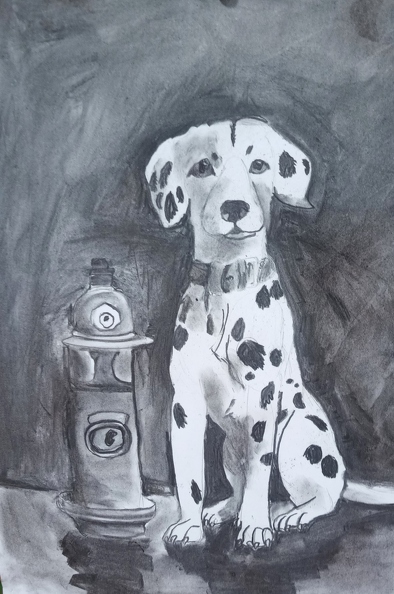 02-4814.Софія Красюк. Вік 11 років.Долматмнець.Номінація графіка.Техніка вугілля ..jpg