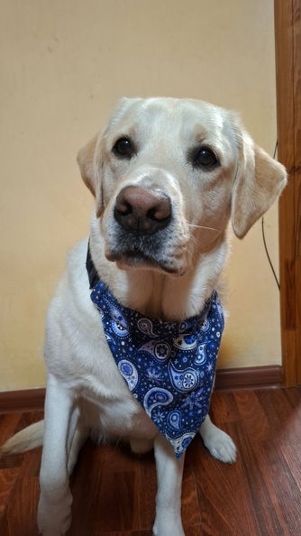 05-Софія Данильченко. Бандана для улюбленого лабрадора_. 11 р..jpg