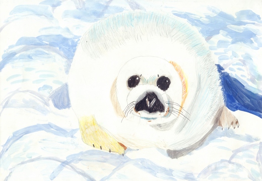 Білий тюлень