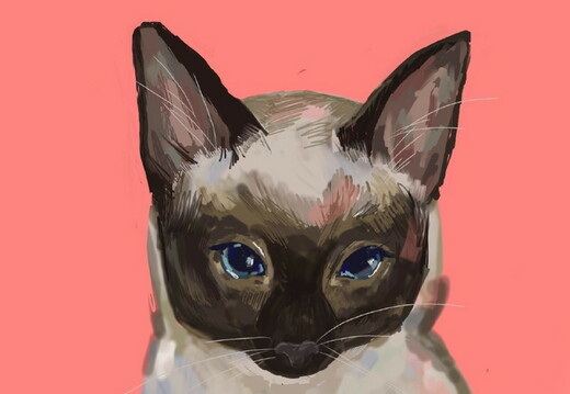 Котик
