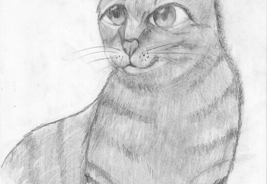 Котик